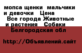 мопса щенки -мальчики и девочки › Цена ­ 25 000 - Все города Животные и растения » Собаки   . Белгородская обл.